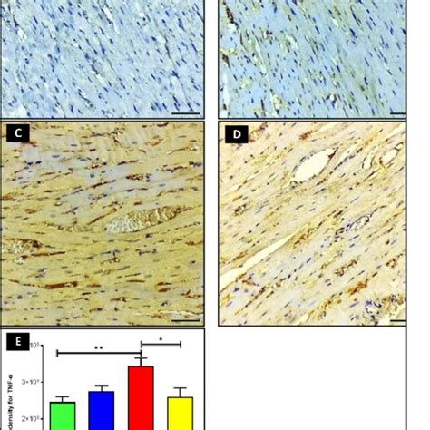 immunohistochemistry  tnf   myocardial tissues  control group