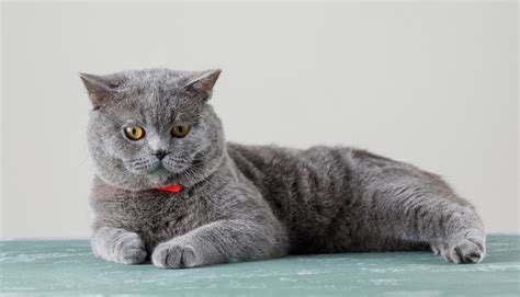 British Shorthair Kedisi Özellikleri Bakımı ve Beslenmesi Petlebi