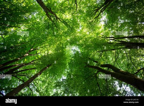 Canopy Of A Lush Green Forest Seen From Below Stock Photo Alamy