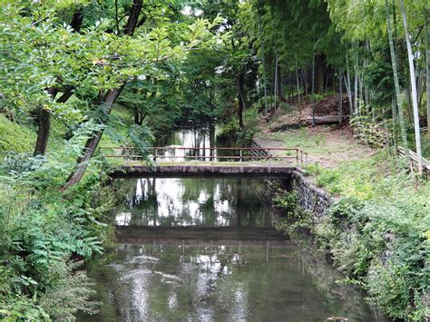 夏の玉川上水 2017年8月12日撮影 魚、自然、田舎、旅をジジイが撮影