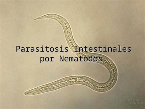 PPT Parasitos Por Nematodos DOKUMEN TIPS