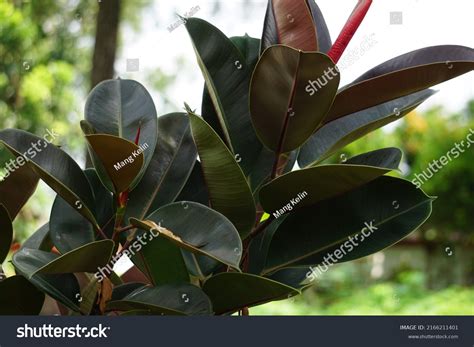 Ficus Elastica Known Rubber Fig Rubber Stock Photo 2166211401