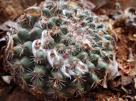 Consortium Of Intermountain Herbaria Image Details 8549636
