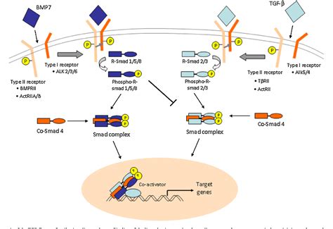 Figure From Bone Morphogenetic Protein A Broad Spectrum Growth