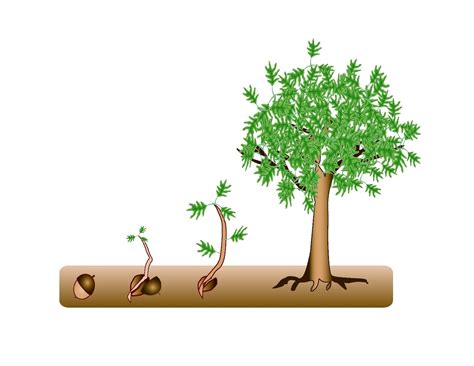 tree growth - OutofThisWorldLeadership.com