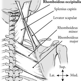 From Smith et al. [21] illustration based on common presentations of ...