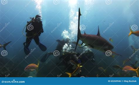 Scuba Shark Feeding Show The Divers Sharks Stock Footage Video Of