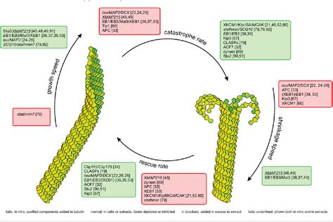 PDF Regulation Of Microtubule Dynamic Instability Semantic Scholar