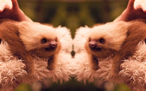 Sloth Wallpaper - WallpaperSafari