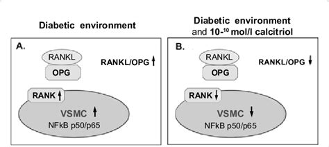 RANKL OPG RANK NFκB pathway following stimulation of diabetic