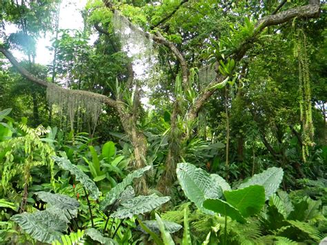 Loulou En Equateur La Forêt Equatoriale Enfin Presque