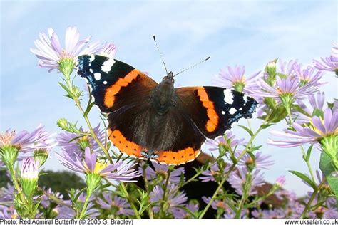 Red Admirals Vanessa Atalanta Uk Safari