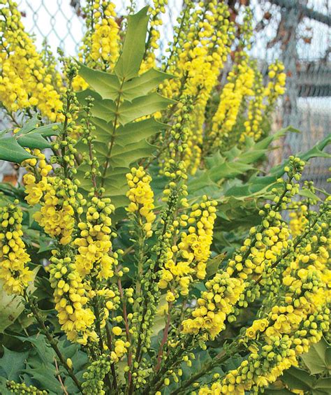 Drought Tolerant Shrubs For The Northwest Fine Gardening