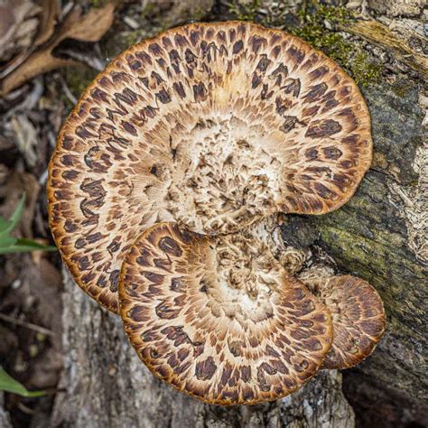 Dryad's Saddle or Pheasant Back Mushroom - Forager | Chef