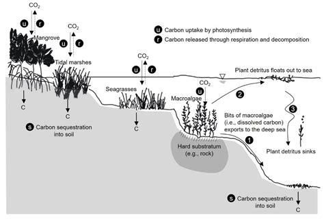 Artificial Seaweed Reefs That Support The Establishment Of Submerged