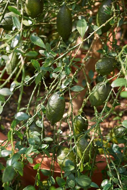 200 Citrus Australasica Foto Foto Stok Potret And Gambar Bebas Royalti