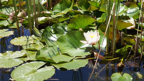 Lily Pond At Western Colorado Botanical Garden