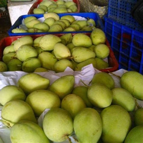 THE BEST MANGO FROM VIETNAM FOR EXPORT,Vietnam price supplier - 21food