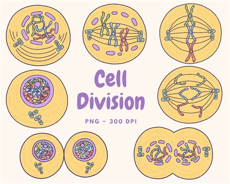 Cell Division Mitosis Clip Art Digital Download Cute Biology Clip Art Kawaii Hand Drawn Clip