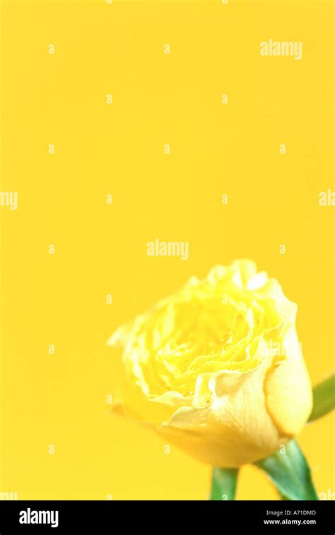 Flower Still Life Stock Photo Alamy
