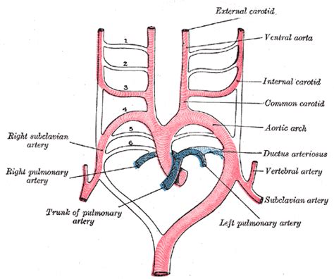 Third Week Of Development Boundless Anatomy And Physiology