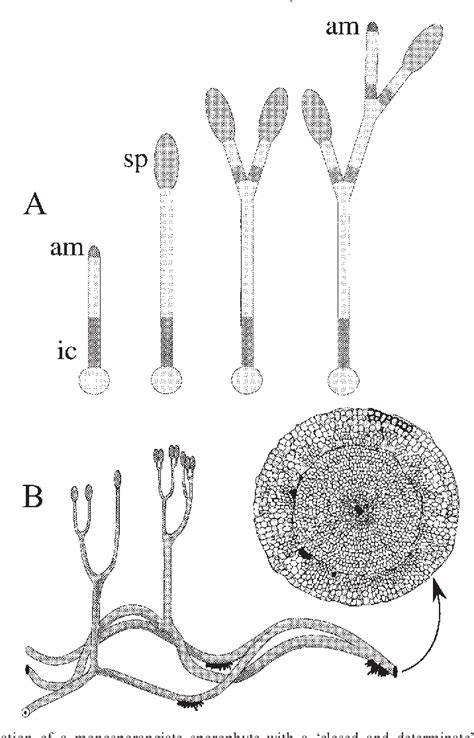 Figure 19 From The Evolution Of Plant Body Plans—a Biomechanical