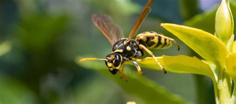 Vermont Pest Control Stinging Insect Season
