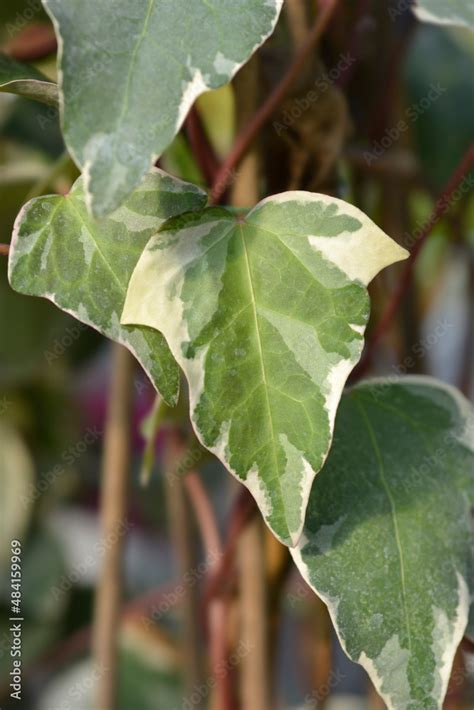 Algerian Ivy Glorie De Marengo Stock Photo Adobe Stock