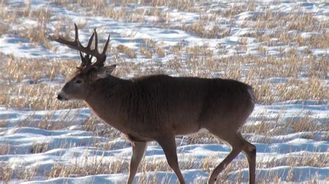 White Tail Deer Hunting Canada Michitoba Outfitting Youtube