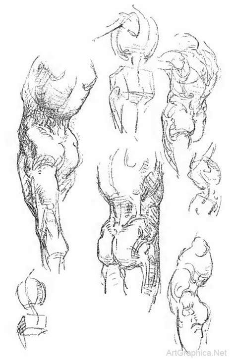 Anatomy Of The Trunk George Bridgman Free Art Book Anatomy Art