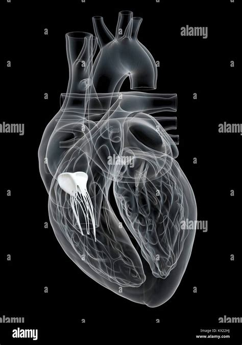 Human Heart Showing The Tricuspid Valve Illustration Stock Photo Alamy