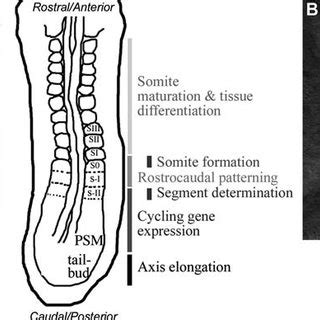 1 Regions of developmental activity during somitogenesis. (a) Diagram ...