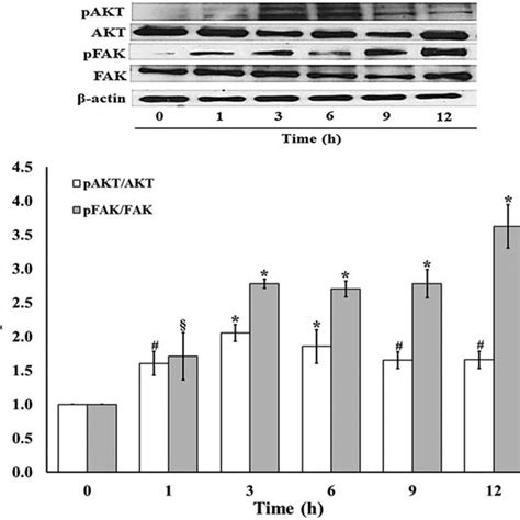 Eca 233 Induces Cell Migratory Via Focal Adhesion Kinase Fak And