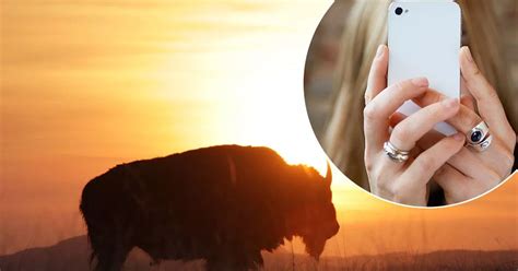 Woman Gored By Bison While Trying To Take Selfie At National Park