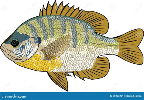 Bluegill Fish Stock Vector Illustration Of Drawn Fish 80903261