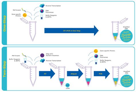 Stained DNA Sigma Aldrich Schematic For Real Time PCR