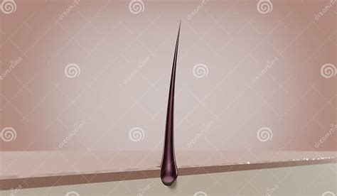 Single Hair Follicle 3d Illustration Stock Illustration