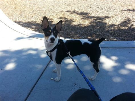 Decker Rat Terrier I Love Dogs Rat Terriers Rat Terrier Dogs