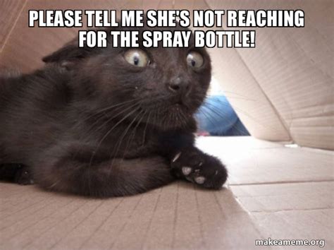 Cat Spray Bottle Meme Template Machelle Almond
