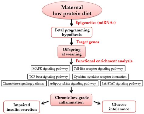 Nutrients Free Full Text Maternal Low Protein Diet Modulates