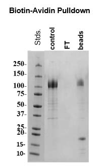 Spike S B Variant Avi His Tag Biotin Labeled Sars Cov