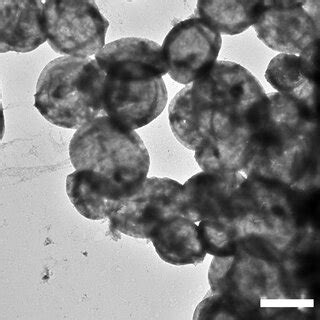 Figure S7 Overview TEM image of Au HDL MPs scale bar is 5 µm