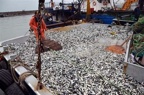 Karadeniz De Istavrit Bollu U Son Haberler Milliyet