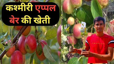 कश्मीरी एप्पल बेर की खेती कैसे करें Kashmiri Apple Ber Ki Kheti Red