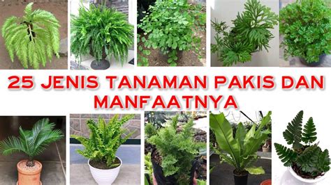 25 JENIS TANAMAN PAKIS DAN MANFAATNYA JENIS TANAMAN HIAS PAKIS YouTube