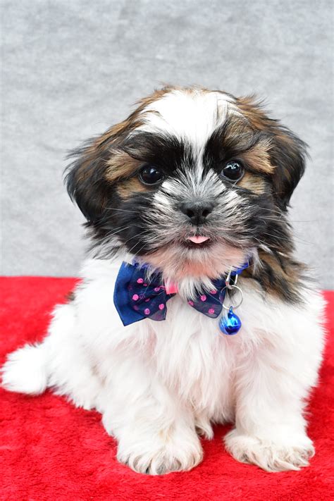 Many Shih Tzu Puppy For Sale In Millersburg Oh Lancaster Puppies