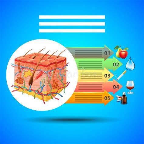 Anatomie De Peau Dinfographics Sur Le Vecteur Bleu De Fond