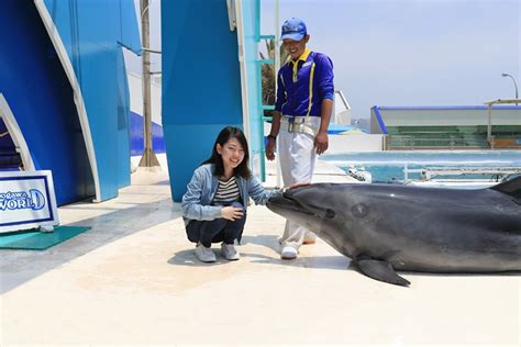 Kamogawa Sea World Aquarium Theme Park Located At The Boso Peninsula