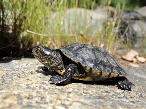 Western Pond Turtle ~ Reptiles World