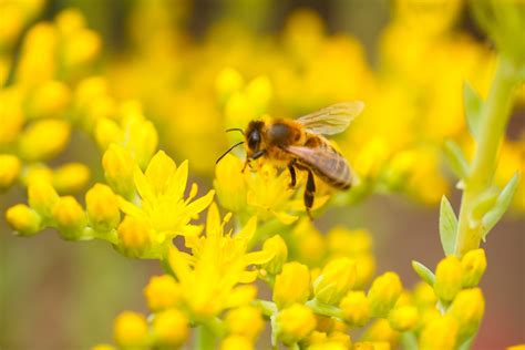 Top Bee Friendly Ground Cover Plants Plantura